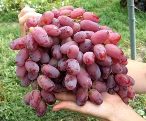 Саженцы винограда Ризамат Алматы