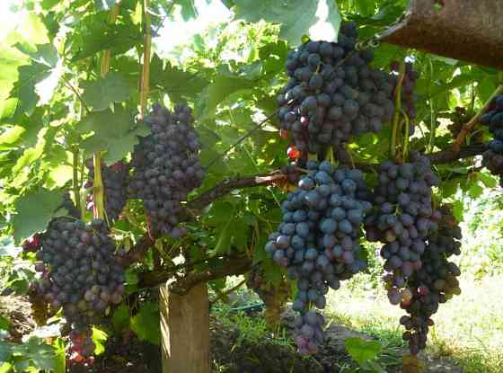 Продам саженцы винограда Кишмиш Алматы