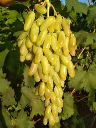 Саженцы винограда Дамский пальчик лучший вкус и большую урожайность Алматы