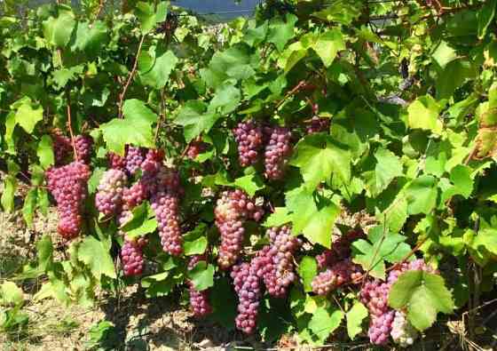 Продам саженцы винограда Тайфи розовый с отличными вкусовыми данными. Алматы