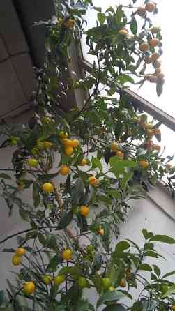 Клементин дерево цитрус плодоносящ мандарин кумкват Талдыкорган