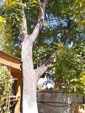 Продам большое дерево орешину Шымкент