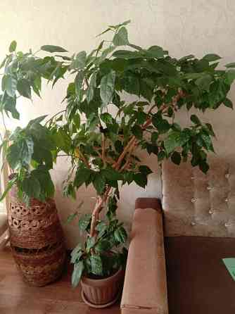 Продам дерево Роза Экибастуз