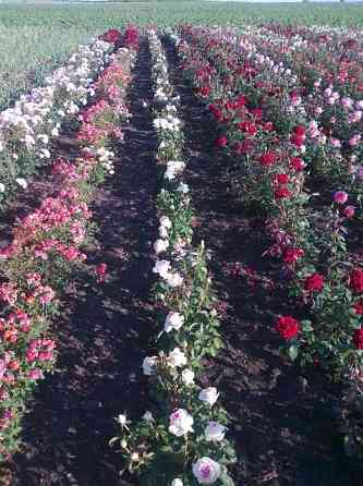 Саженцы чайно-гибридная роз. Роза многократно цветущий кустарник Алматы