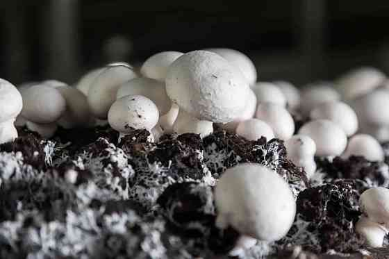 Выращиваете шампиньоны, Мицелий грибов Петропавловск