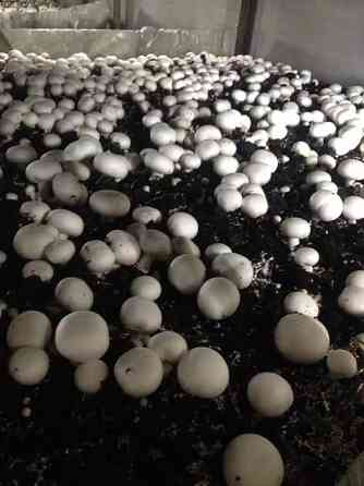 Мицелий шампиньона выращивание грибов минимальный заказ 2 кг Нур-Султан