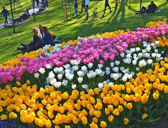 Цветы многолетний рассады тюльпаны оптом Алматы