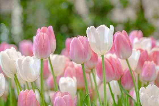 Цветы многолетний рассады тюльпаны оптом Алматы