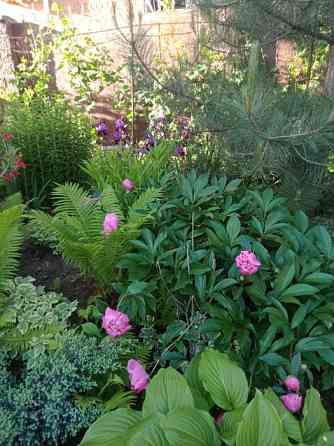 Садовые цветы, разные многолетние декоротивные растения, хвойные Каскелен