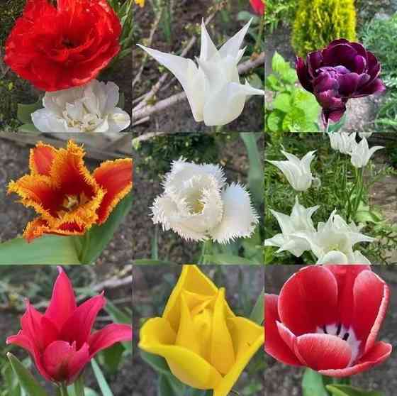 Саженцы рассада кошет цветы тюльпаны Туркестан