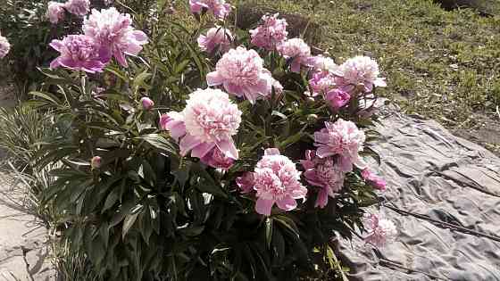 Продам корни цветов пионов делёнки с весны рассады пророщенные  . Алматы
