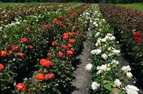 Саженцы роз, это одна из самых красивых и стойких роз. Роза Алматы
