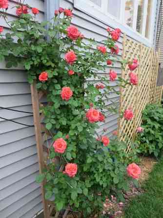 Саженцы Роз плетистая, вьющиеся розы красивое садовое растение Алматы