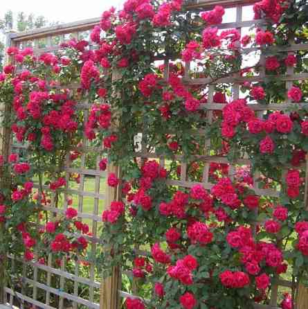 Cаженцы плетистой розы крупно-цветковой двухлетки, Роза вьющая Алматы