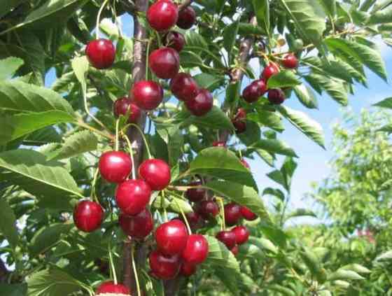 Саженцы плодовых деревьев слива, черешня, яблоня, груша, абрикос, перс Каскелен