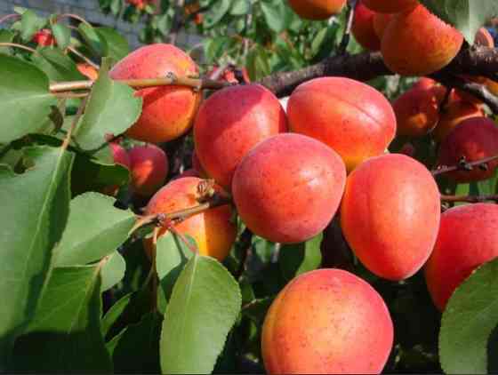 Продам саженцы 3хлетних Груш, черешни, сливы, абрикос, яблони и др Алматы