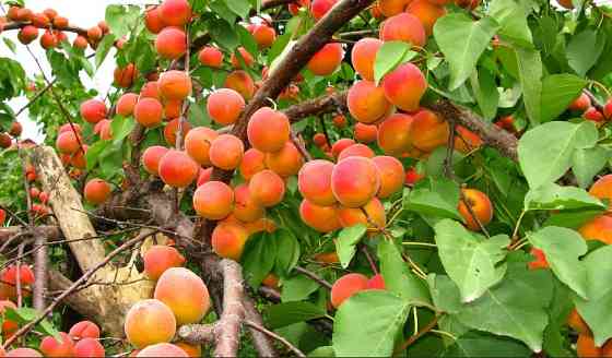 Саженцы плодовых деревьев черешня, яблоня, персик, слива, абрикос Абай