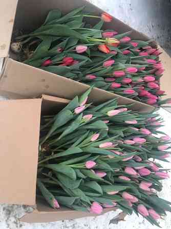 Тюльпаны местные тепличные 40-45 см оптом Костанай