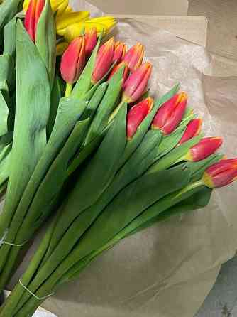 Продам тюльпаны оптом и в розницу Павлодар