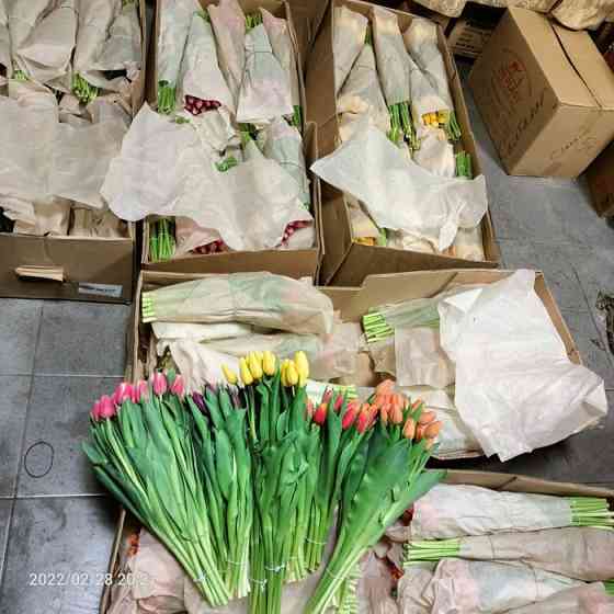 Продам тюльпаны оптом и в розницу Павлодар
