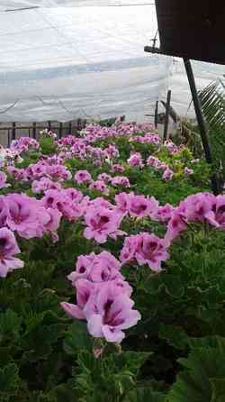 Горшочные цветы саженцы оптом для сада для дома и офиса или в подарок Шымкент