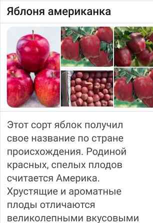 В продаже саженцы плодовых деревьев. Саженцы из Российского питомника. Актобе